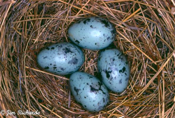 Photo (22): Common Grackle