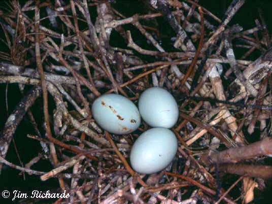 Photo (23): Snowy Egret