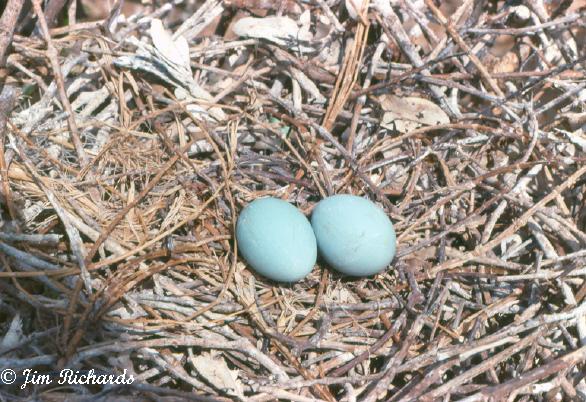 Photo (27): Great Egret