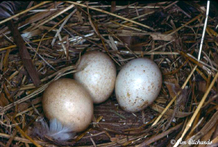 Photo (33): American Kestrel