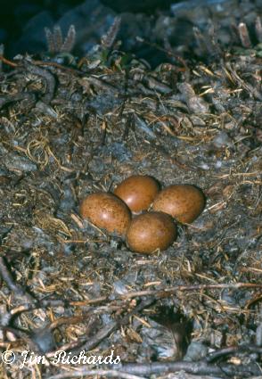 Photo (21): Peregrine Falcon