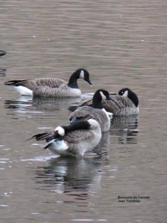 Photo (5): Canada Goose