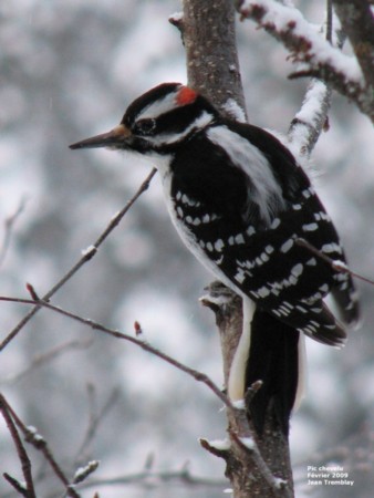 Photo (3): Hairy Woodpecker