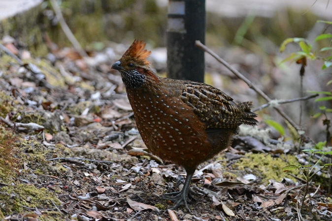 Photo (1): Spotted Wood-Quail
