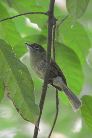Photo (1): Eye-ringed Flatbill