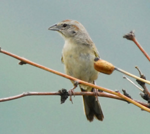 Photo (7): Botteri's Sparrow