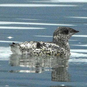 Photo (1): Kittlitz's Murrelet