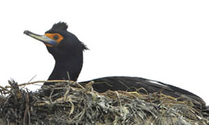 Photo (2): Red-faced Cormorant