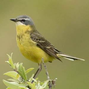 Photo (1): Eastern Yellow Wagtail