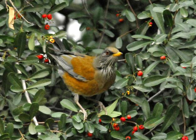 Photo (1): Rufous-backed Robin