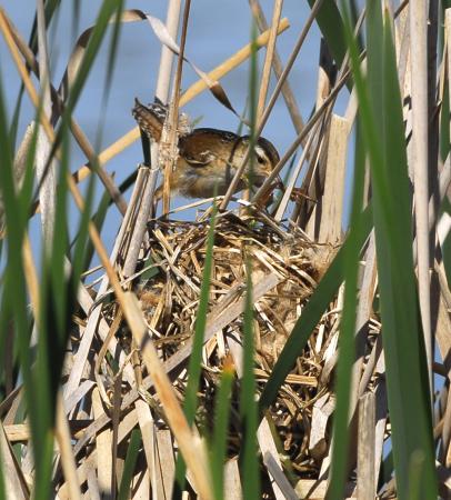 Photo (19): Marsh Wren