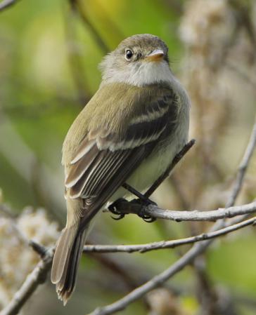 Photo (2): Willow Flycatcher