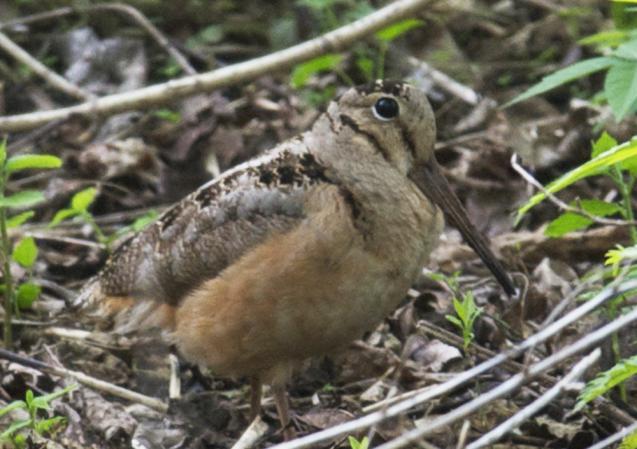 Photo (3): American Woodcock