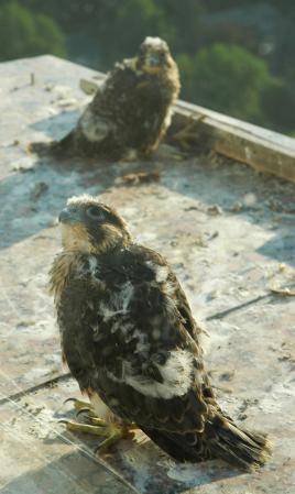 Photo (20): Peregrine Falcon