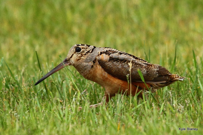 Photo (1): American Woodcock