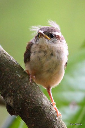 Photo (22): Carolina Wren