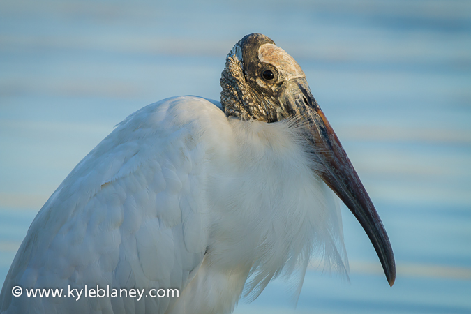 Photo (2): Wood Stork