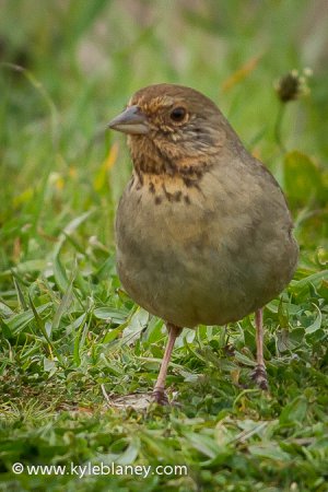 Photo (4): California Towhee
