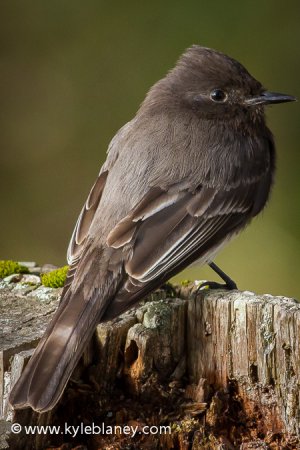 Photo (2): Black Phoebe