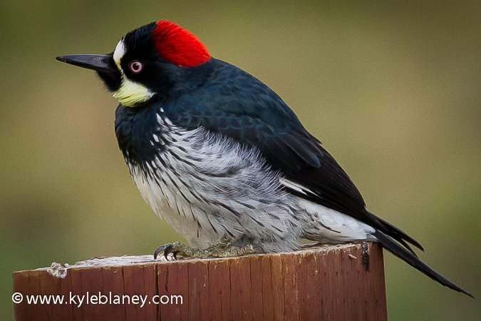 Photo (2): Acorn Woodpecker