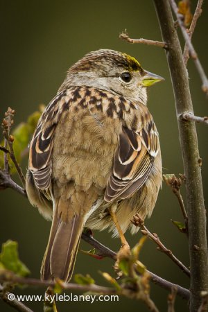 Photo (5): Golden-crowned Sparrow