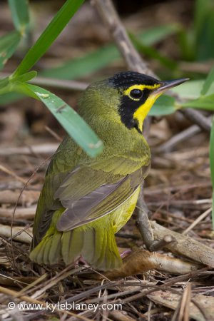 Photo (1): Kentucky Warbler