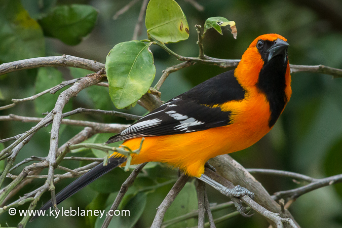 Photo (2): Altamira Oriole