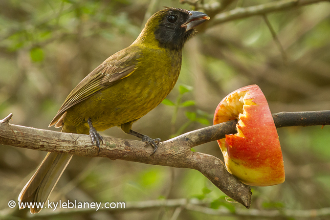 Photo (2): Crimson-collared Grosbeak