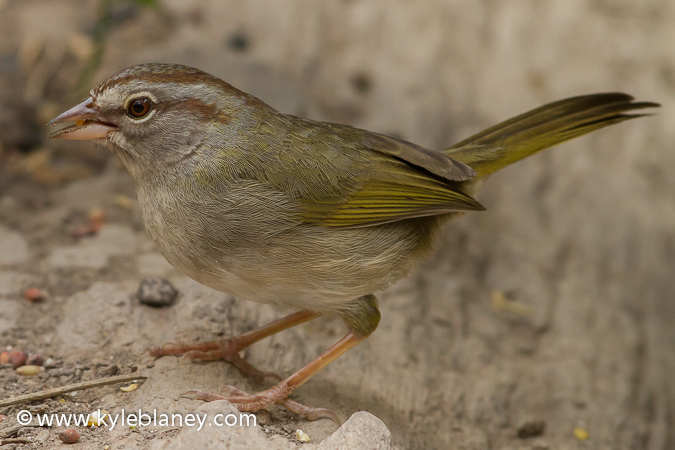 Photo (1): Olive Sparrow