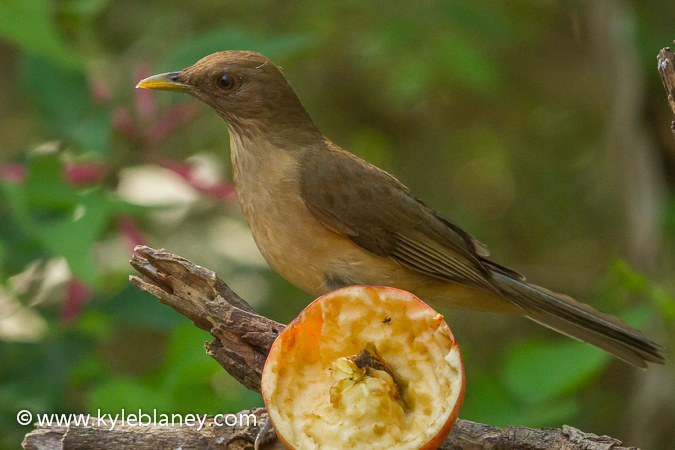 Photo (2): Clay-colored Thrush