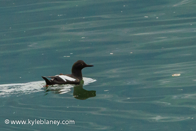 Photo (4): Pigeon Guillemot