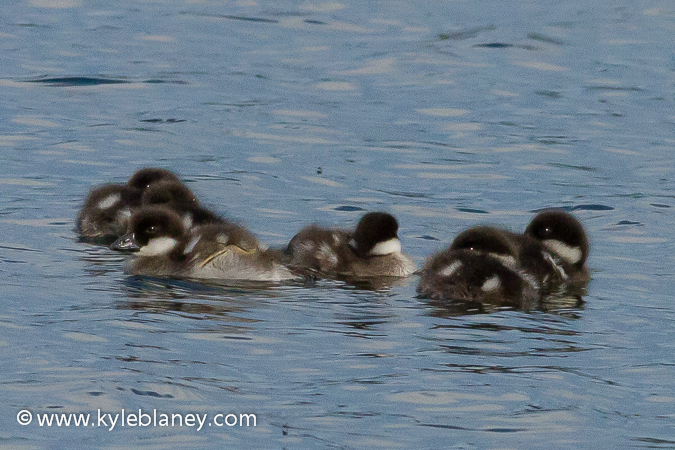 Photo (25): Bufflehead