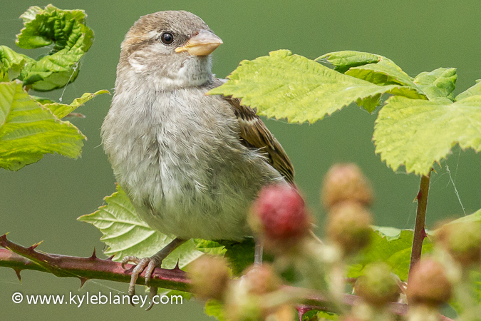 Photo (2): House Sparrow