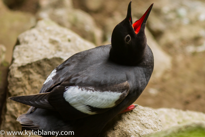 Photo (1): Pigeon Guillemot