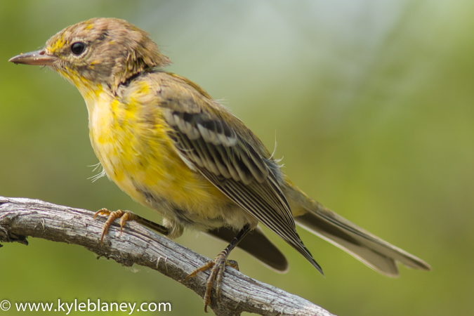 Photo (22): Pine Warbler