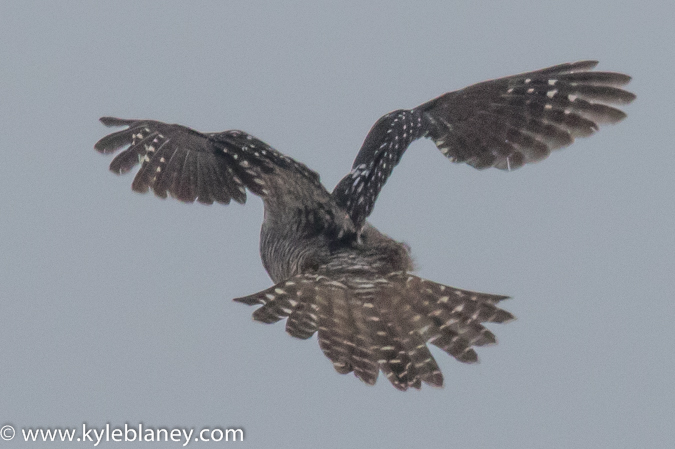 Photo (12): Northern Hawk Owl