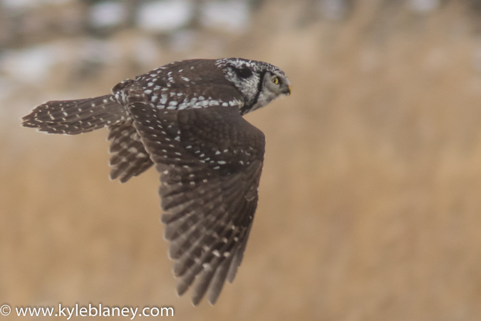 Photo (13): Northern Hawk Owl