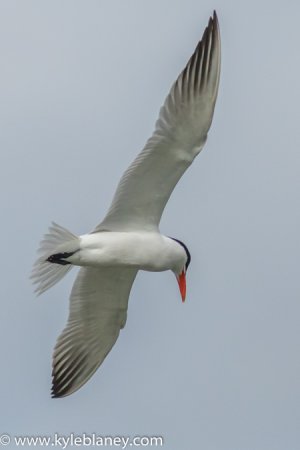 Photo (21): Caspian Tern
