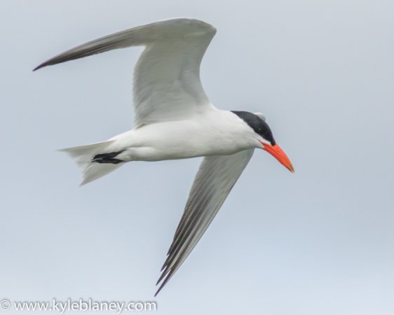 Photo (22): Caspian Tern
