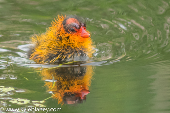 Photo (27): American Coot