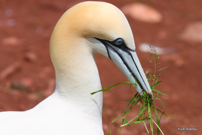 Photo (6): Northern Gannet