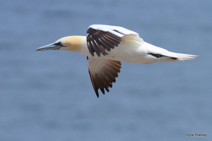 Photo (4): Northern Gannet