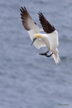 Photo (7): Northern Gannet