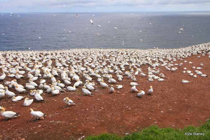 Photo (11): Northern Gannet