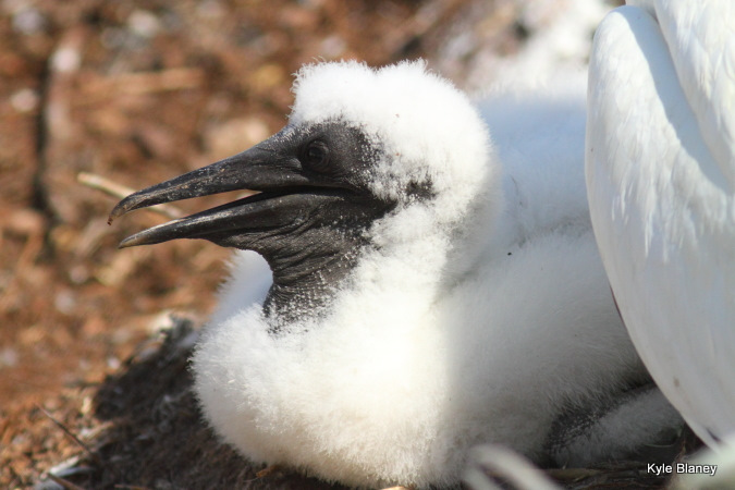 Photo (17): Northern Gannet