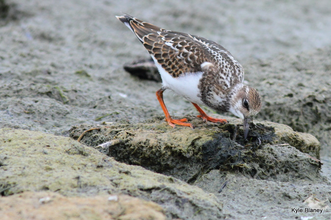 Photo (7): Ruddy Turnstone