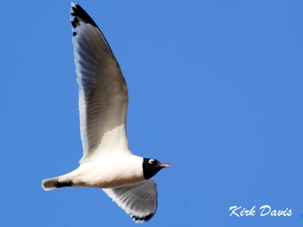 Photo (1): Franklin's Gull