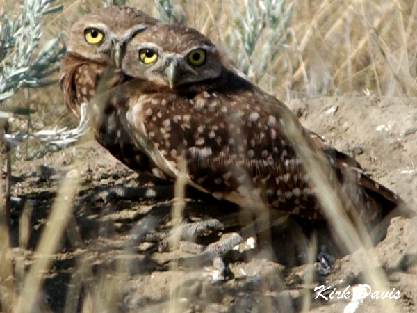 Photo (12): Burrowing Owl