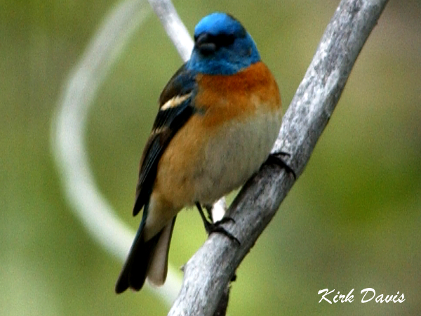 Photo (17): Lazuli Bunting