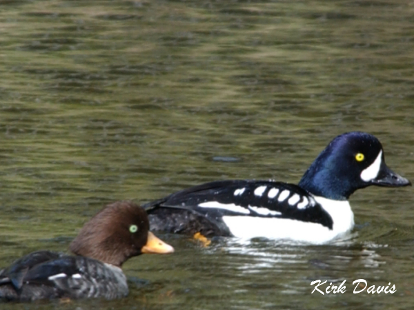 Photo (2): Barrow's Goldeneye